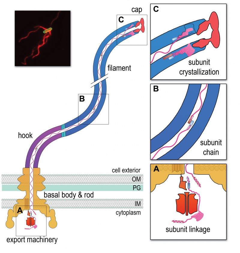 figure-1-a-chain-mechanism-for-bacterial-flagellum-growth