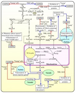 Yeast Images - Photos - Pictures - CrystalGraphics