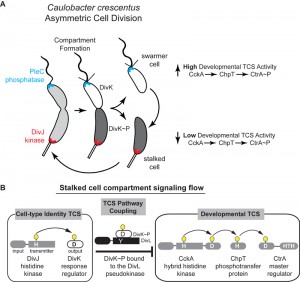 Figure 1 A pseudokinase enables asymmetric cell division in a bacterium