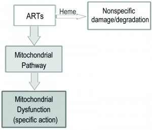 Figure 6 Two types of biological actions of artemisinins.jpg