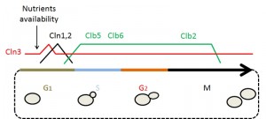Figure 1 Cell cycle progression and lifespan