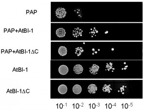 Figure 3 AtBI-1 inhibits cell death induced by PAP in yeast