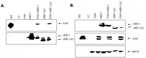 Figure 8 AtBI-1 inhibits cell death induced by PAP in yeast
