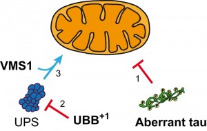 Figure 1 UBB+1-triggered yeast apoptosis