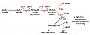 Fig 1 Selenium uptake and metabolism in yeast