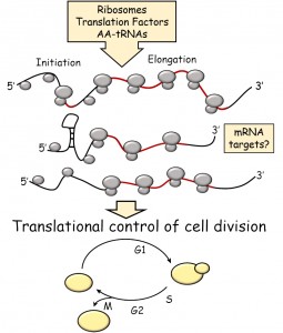 Figure 1 Protein synthesis and cell division