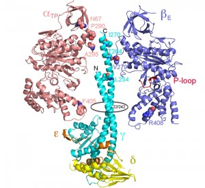 Figure 3 ATP synthase