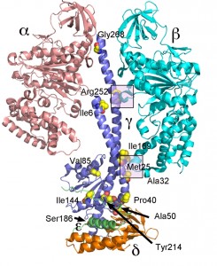 Figure 5 ATP synthase