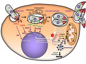 Figure 1 Toxoplasma control of host apoptosis
