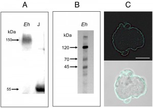 Figure 1 Entamoeba chemotaxis toward TNF
