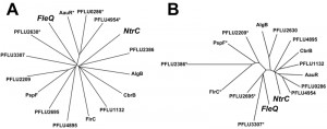 Figure 2 Gene network evolution via regulatory rewiring