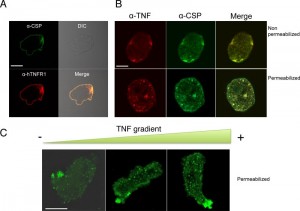 Figure 3 Entamoeba chemotaxis toward TNF