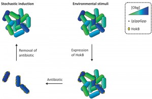 Figure 1 A universally conserved GTPase controls bacterial persistence