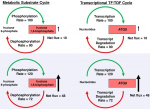 Figure 1 Futile cycles and microbial pathogenesis