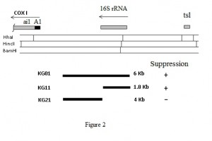Figure 2 Yeast mitochondrial suppressor in 15S rRNA