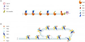 Figure 3 Recombination at telomeres