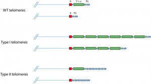 Figure 4 Recombination at telomeres
