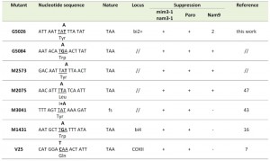 Table 1 Yeast mitochondrial suppressor in 15S rRNA