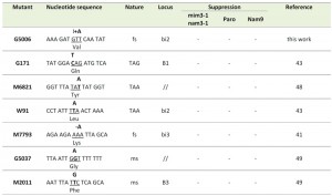 Table 2_Yeast mitochondrial suppressor in 15S rRNA