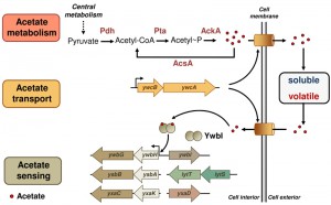 Figure 1 Acetic acid regulates biofilm formation