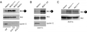 Figure 5 The MAPKKKs Ste11 and Bck1 jointly transmit the oxidative stress signal to cyclin C