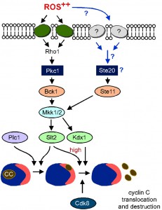 Figure 9 The MAPKKKs Ste11 and Bck1 jointly transmit the oxidative stress signal to cyclin C