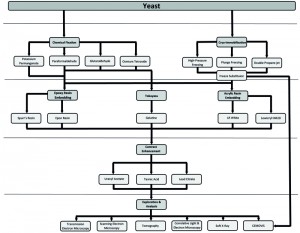 Figure 1 Electron microscopy methods for S. cerevisiae