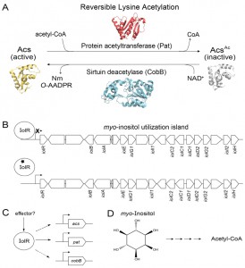 Figure 1 Integrated control of RLA and Acs synthesis in Salmonella