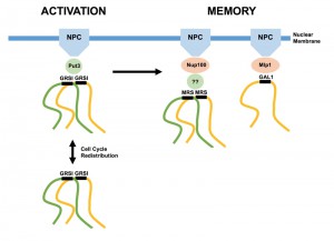 Figure 1 Chromosomal clustering during transcriptional memory