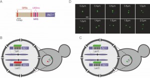 Figure 1 Interchromosomal clustering during transcriptional memory.