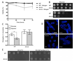 Figure 2 TOR signalling in juvenile CLN3 disease