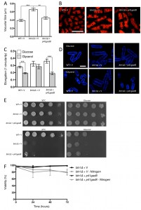 Figure 3 TOR signalling in juvenile CLN3 disease