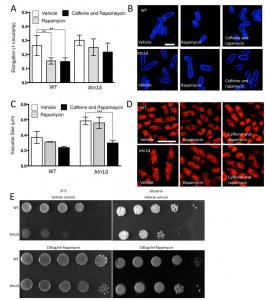 Figure 6 TOR signalling in juvenile CLN3 disease