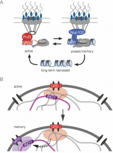 Figure 7 Interchromosomal clustering during transcriptional memory.