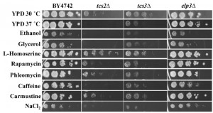 Figure 4 Role of t6A in yeast