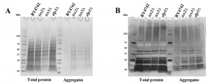 Figure 5 Role of t6A in yeast