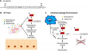 Figure 1 EutR coordinates Salmonella metabolism and virulence
