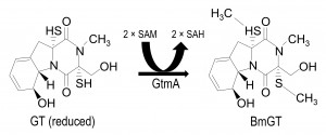 Figure 1 Gliotoxin detoxification in yeast