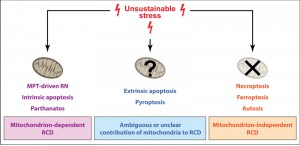 Figure 1 Mitochondria and regulated cell death