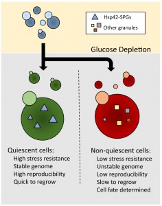 Figure 1 Distinct granule promotes survival in stationary cells