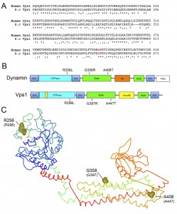 Figure 1 Modelling dynamin disease mutations in yeast Vps1