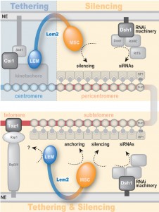 Figure 2 Heterochromatin control by Lem2