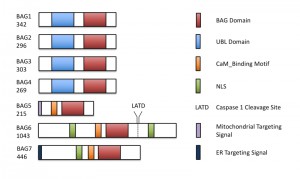 Figure 1 BAG6 processing triggers autophagy and plant immunity