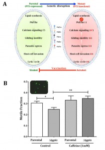 Figure 1 Phosphatidylthreonine-mediated control of calcium and virulence in a parasitic protist