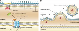 Figure 1 A novel mechanism for bacterial OMV formation