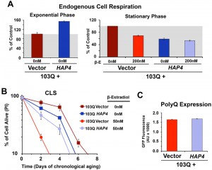 Figure 2 polyQ toxicity and mitochondrial respiration