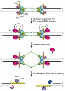 Figure 3 Crosstalk between Tel1 and MRX at DSBs