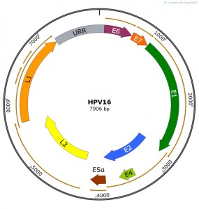 Figure 1 HPV disease control