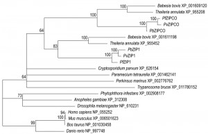 Figure 2 Phylogenetic profiles of Plasmodium transporters