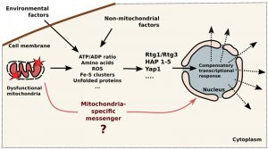 figure-1-mitochondria-to-nucleus-signaling-in-yeast